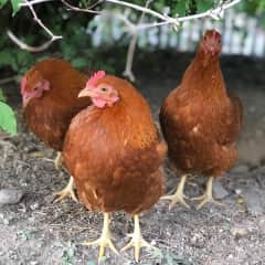 Our chicks displaying their characteristic mood