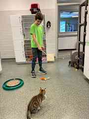 Volunteering at our local animal shelter with cats and kittens