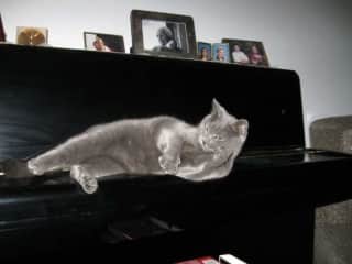 ChiChi lounging on the piano.