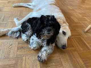 Emotional security blanket