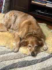 She likes this animal skin rug, but also likes the hardwood floors
