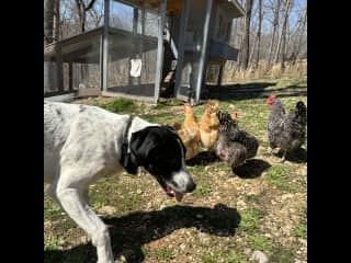 Ruger helping with chicken chores.