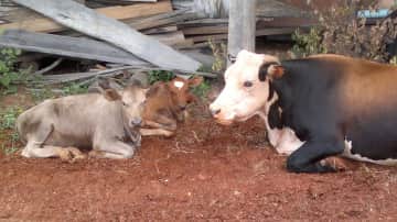 One of our cows, Pepper, looking after two calves