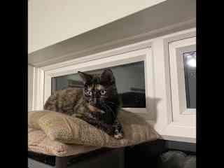 I am essentially an outdoor cat - i am only allowed in the utility room where I like to sleep and eat.