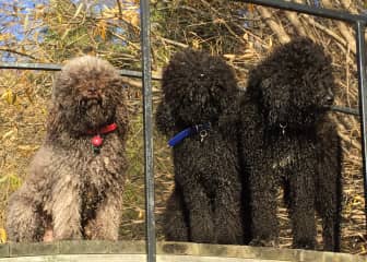 Poppy on the right