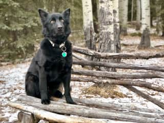 Kosmos the bench poser