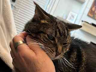My 18 year old feline friend, Brutis.
