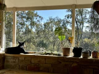 Lexie in one of her favourite spots soaking in the morning rays