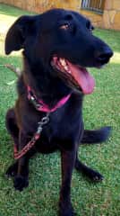 Lena is a Cross Lab/German Shepherd