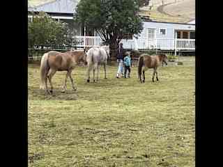 Farm sit in Tasmania with horses, chickens, quail, dogs, cat, Guinea pigs and a budgie.