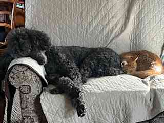 Juno and Merlin at their favorite past time.