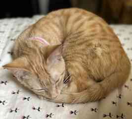 Cuddly kitty baby