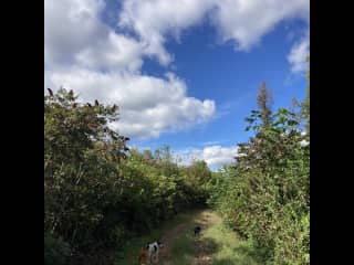 hiking with the dogs