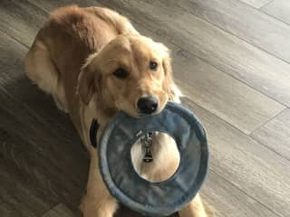 She is also crazy about frisbees and balls