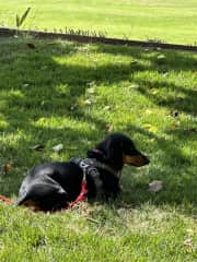 cooling off in the shade