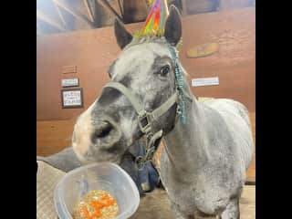 I made a birthday cake for our 20 years old Laz. I leased him at the Tbird for the show week and won the 2ft hunter division championship. I fed him 4 times a day, and muck out 6-8 times a day. Took him up to 2-hr walk and grass per day. (Lantzville,BC)