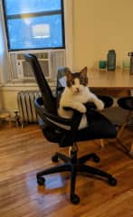 Great work from home buddy too (but may steal your chair - watch out!)