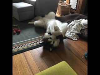 Upside down Ovi-Bovi
