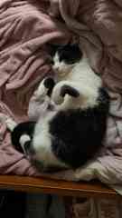 My own (big) cat <3