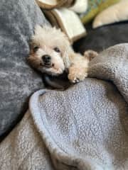 The sofa, Rosie’s favorite spot to hang all day long