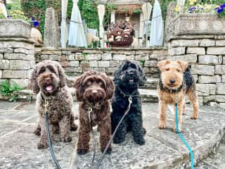 Three Cockapoos Monty and I looked after for theee weeks. Here we have been to an Afternoon Tea at Burleigh Court in Glouchestershire, Autumn 2022