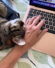 Sweet office assistant in London.

We also did a cat sit in the Canary Islands for two weeks.