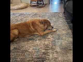 Enjoying a bone
