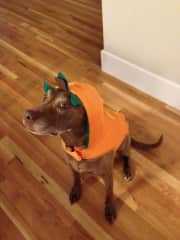 Her favorite Halloween costume
