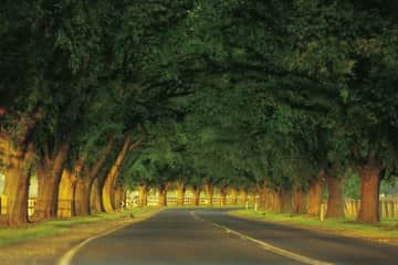 Bacchus Marsh Avenue of Honour