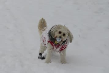 Snow dog, playing in the park