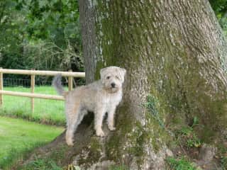 in his preferred spot, at the base of a large, squirrel-infested oak!