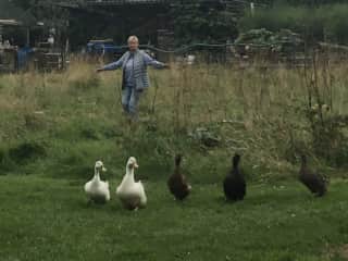Getting Your Ducks in Line