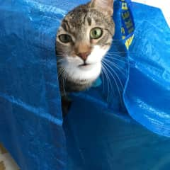 Fitz playing in a bag! He loves crinkly bags.