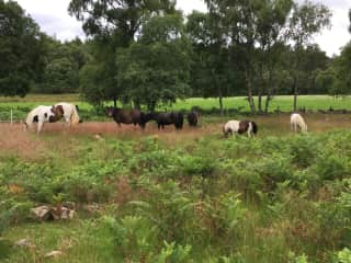 Ponies grazing extensively in the summer.