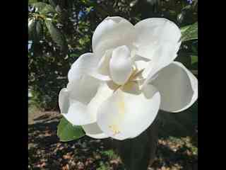 Magnolia