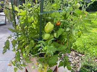 My tomato harvest to be!