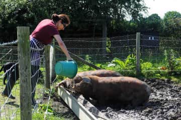 Feeding the pigs