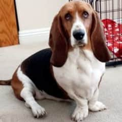 Penelope is the tri-colored basset hound.