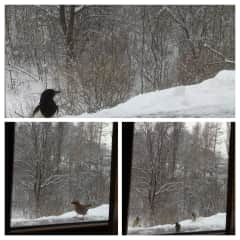 Our windowsill in winter. Sunflower seeds are a favorite among all birds that visit.