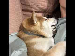 Shiba inu Darcy, our best friend 
Took care of her so many times