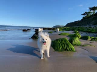 Fluffy loves to swim