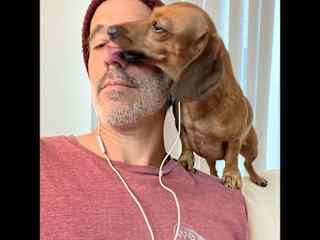 licks in the middle of a zoom meeting