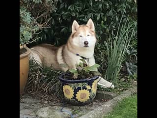 Looking after the garden. Mom really likes me ironing her flowers!