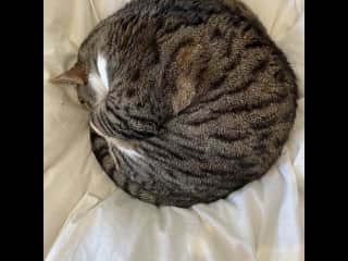 Circle o’ cat