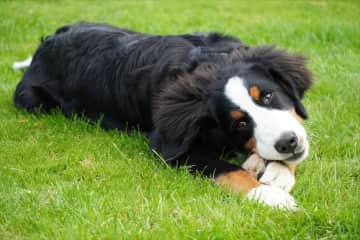 Cruz chilling out - he is a placid Bernese mountain dog pup who loves to be cuddled and played with