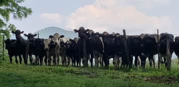 There is a pasture behind the house. We get a herd of cows and deer coming by to pay us a visit.