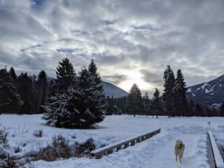 Winter walks on the golf course as it's open for people and pets to walk on.