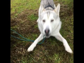 Wolfie my granddog. He is big, cute and very playful