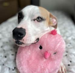 Stella and her favorite chick toy (since destroyed)!