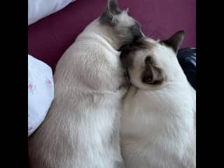 Fritzi on the left and Faye on the right side. They love each other and are always together.